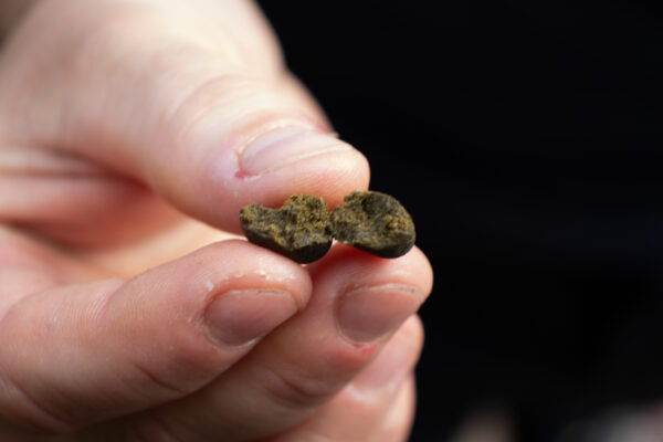 CBD Hash Afgan - Image 3