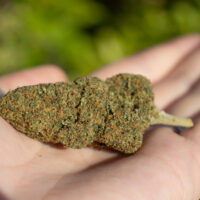 CBD Flower Jasmine