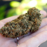CBD Flower Strawberry HAZE
